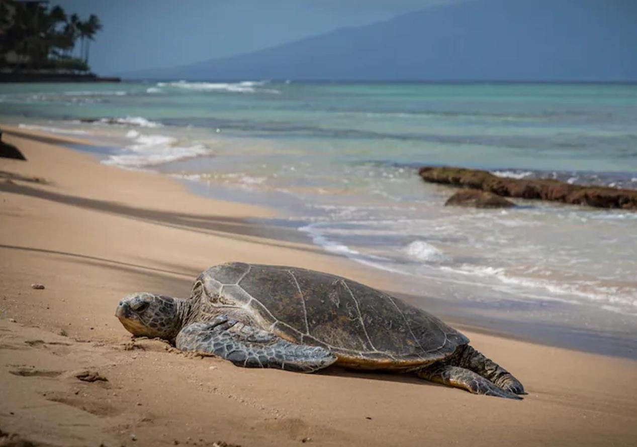 Central Kihei Gem! 3-Min Walk To The Beach & Shops Wailea  Eksteriør bilde